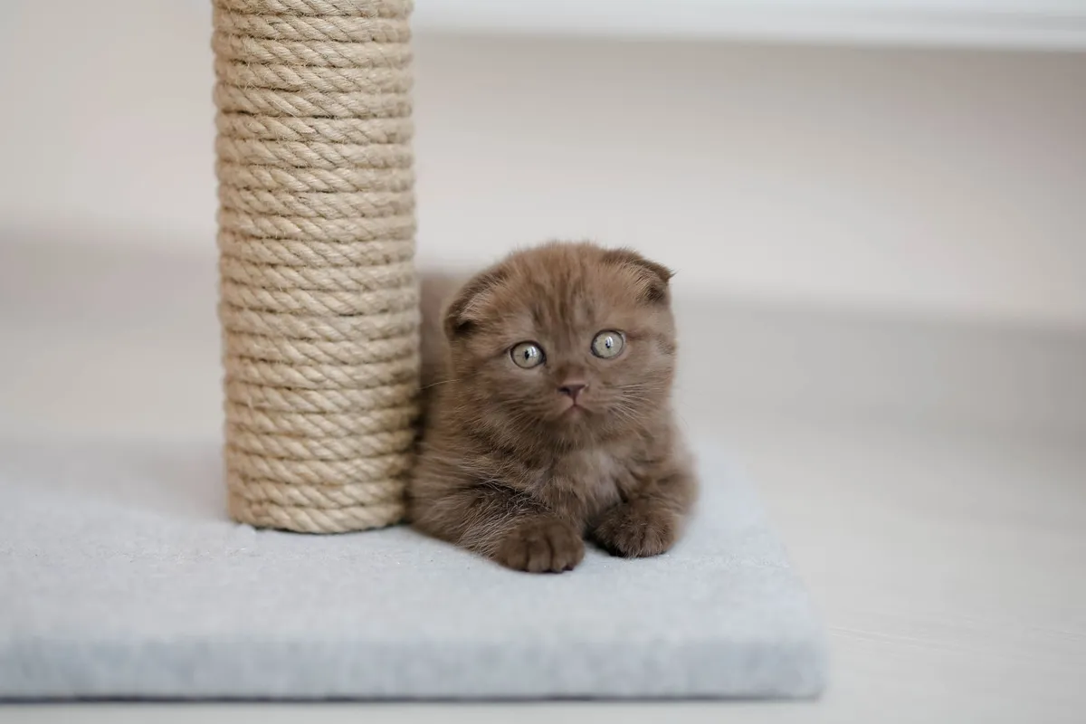 How to Choose a Scratching Post Your Cat Will Actually Use — PurrWise guide