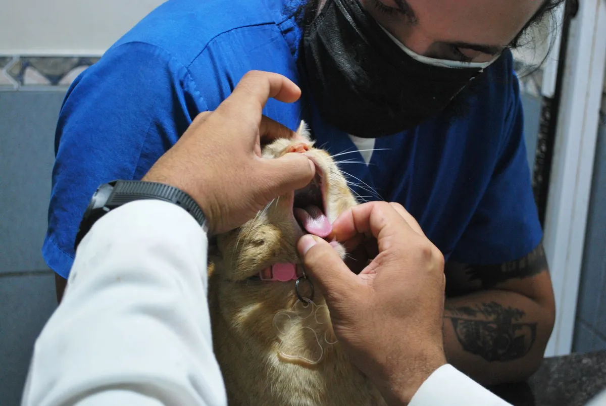 How Do You Choose a Vet for Your Cat? Here's What Matters — PurrWise guide