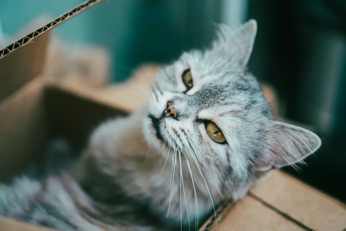 How to choose the right cat litter for your cat — PurrWise guide