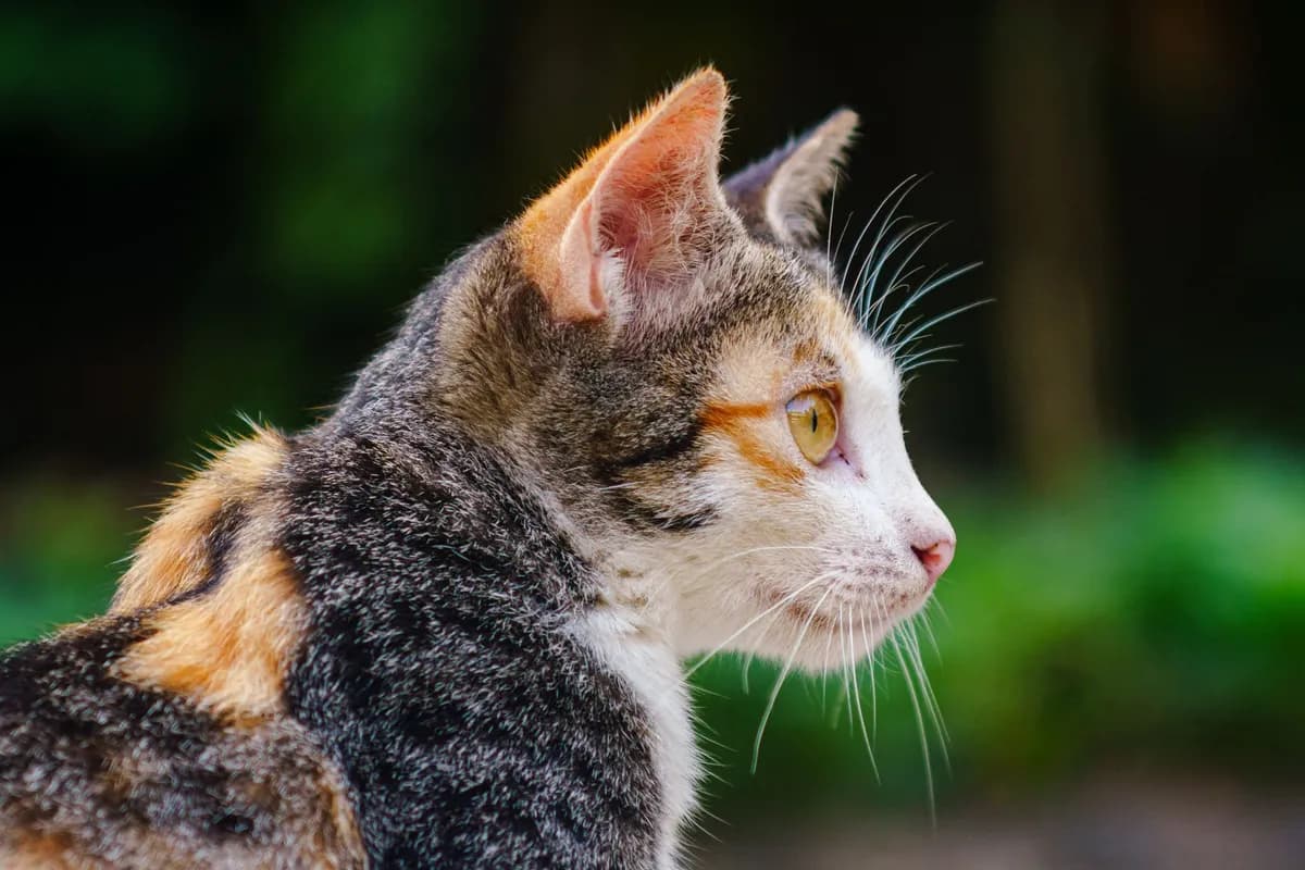 How to Clean Your Cat's Ears Safely at Home — PurrWise guide