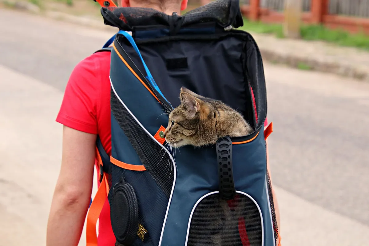 How to Fly With a Cat: A Step-by-Step Travel Guide — PurrWise guide