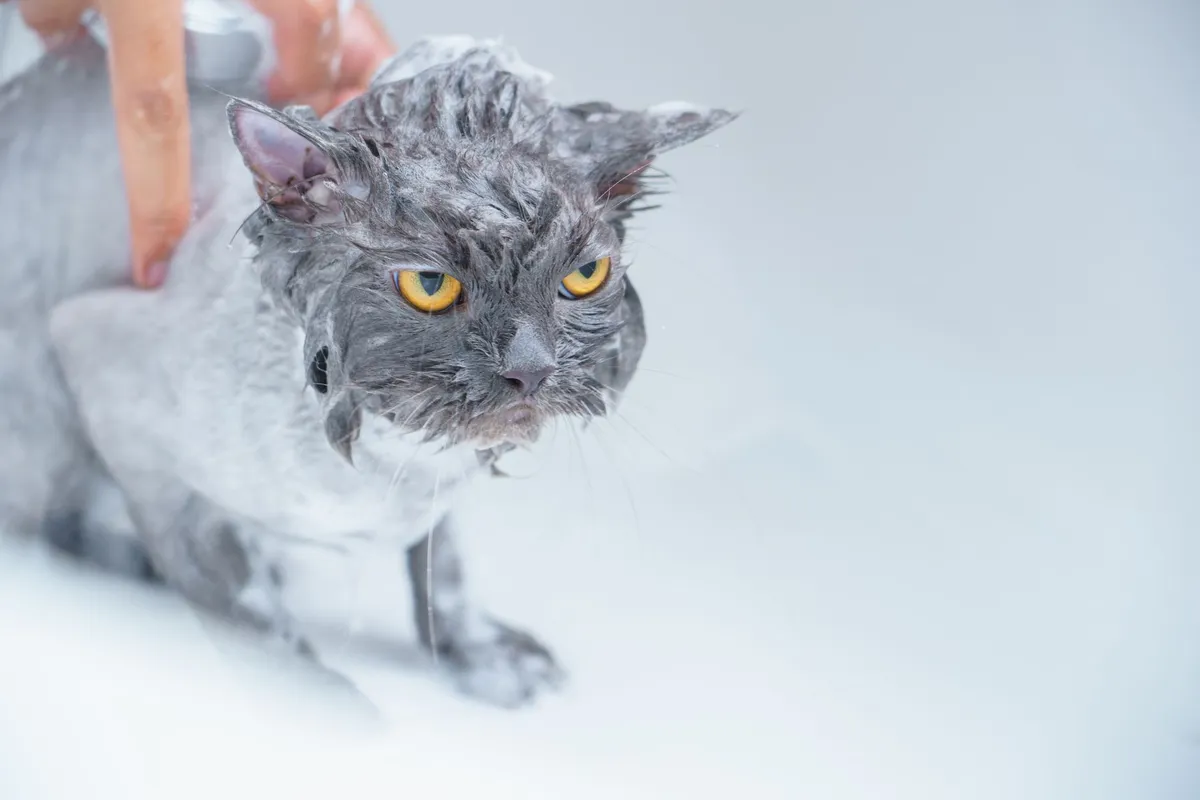 How to Give a Cat a Bath: A Calm, Step-by-Step Guide — PurrWise guide