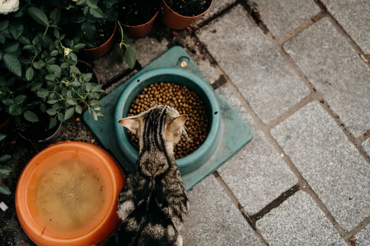 How to Grow Cat Grass at Home in About a Week — PurrWise guide