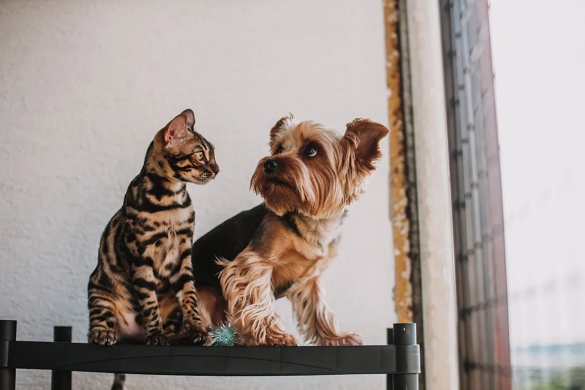 How to Introduce a Cat to a Dog Safely and Peacefully — PurrWise guide