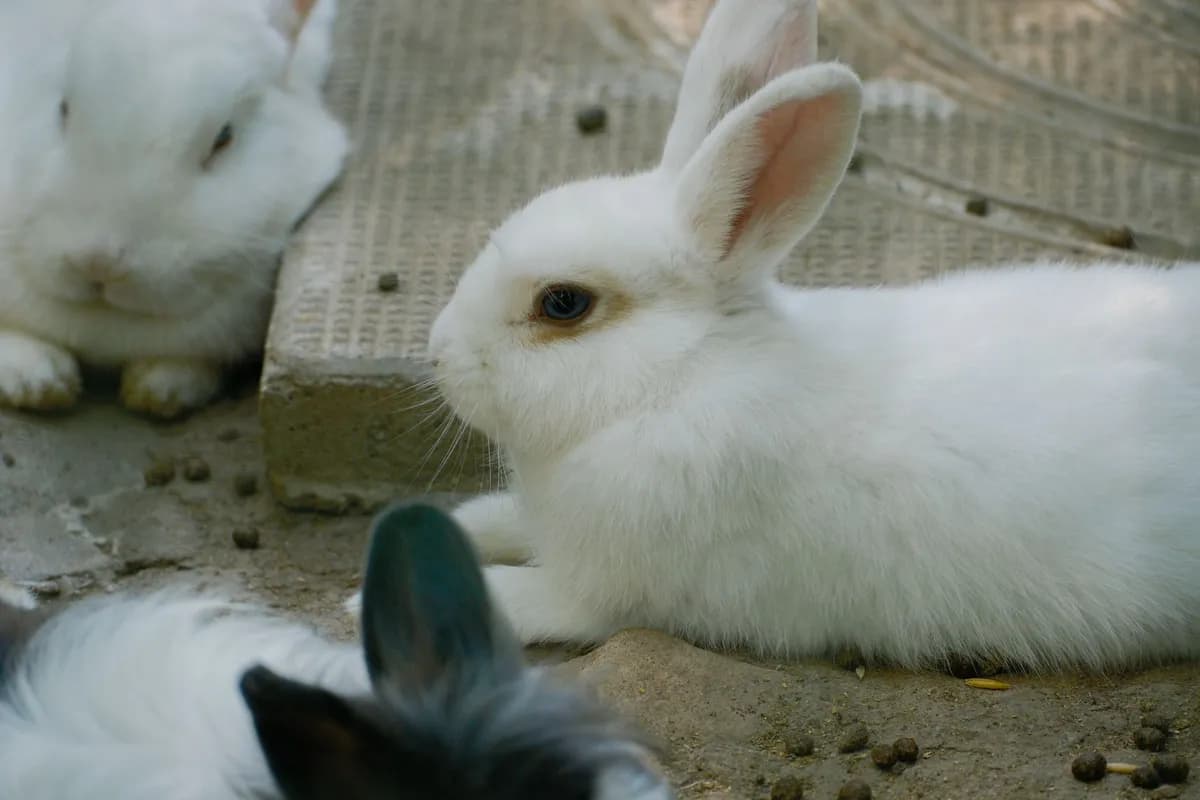 How to Introduce a Cat to a Rabbit Safely — PurrWise guide