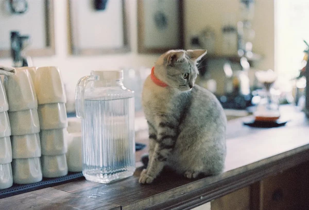 How to Keep Cats Off the Kitchen Counter: Training That Works — PurrWise guide