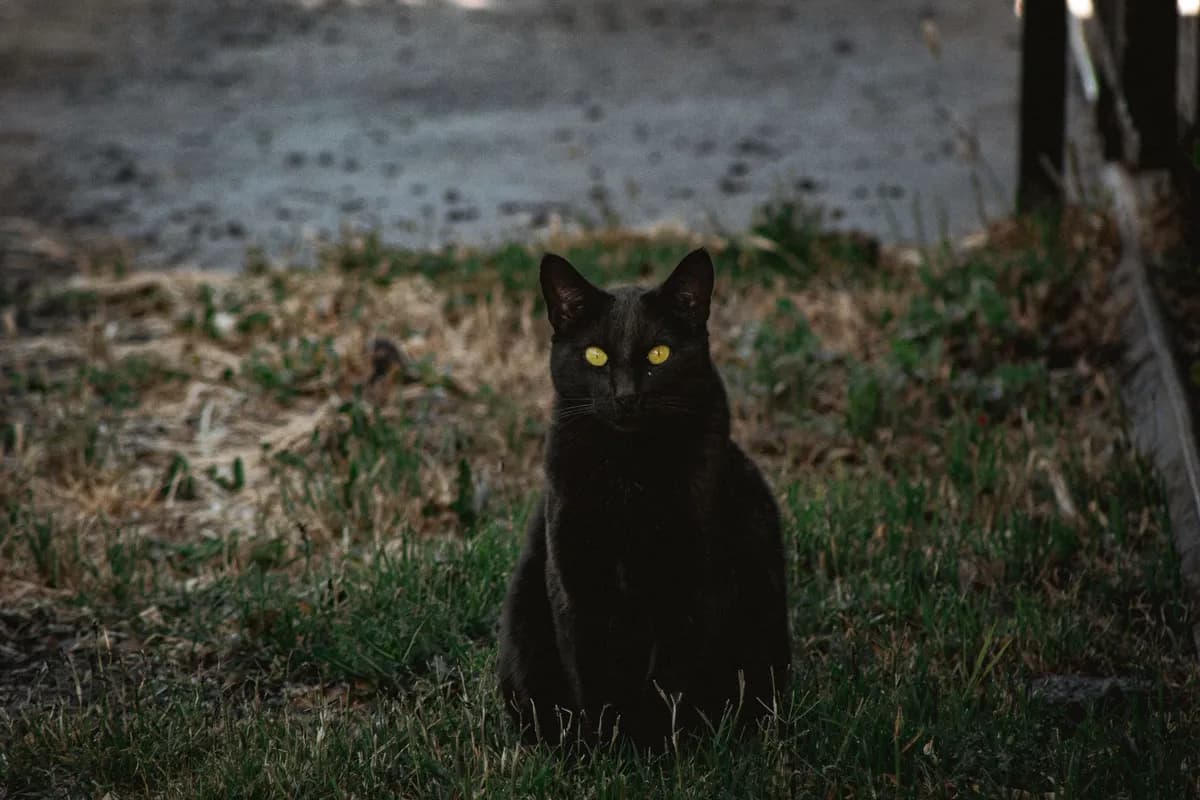 How to Keep Your Cat Safe on Halloween Night — PurrWise guide