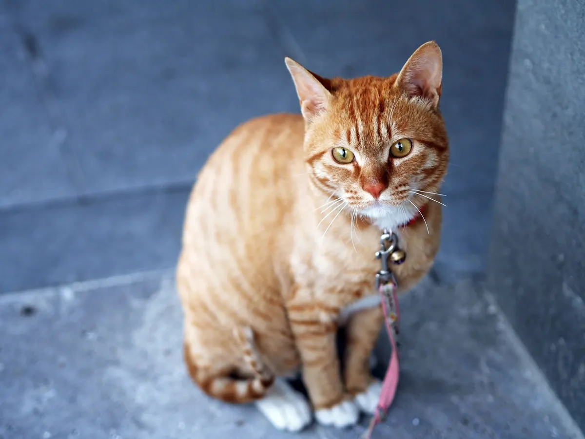 How Do You Leash-Train a Cat? A Safe Step-by-Step Guide — PurrWise guide