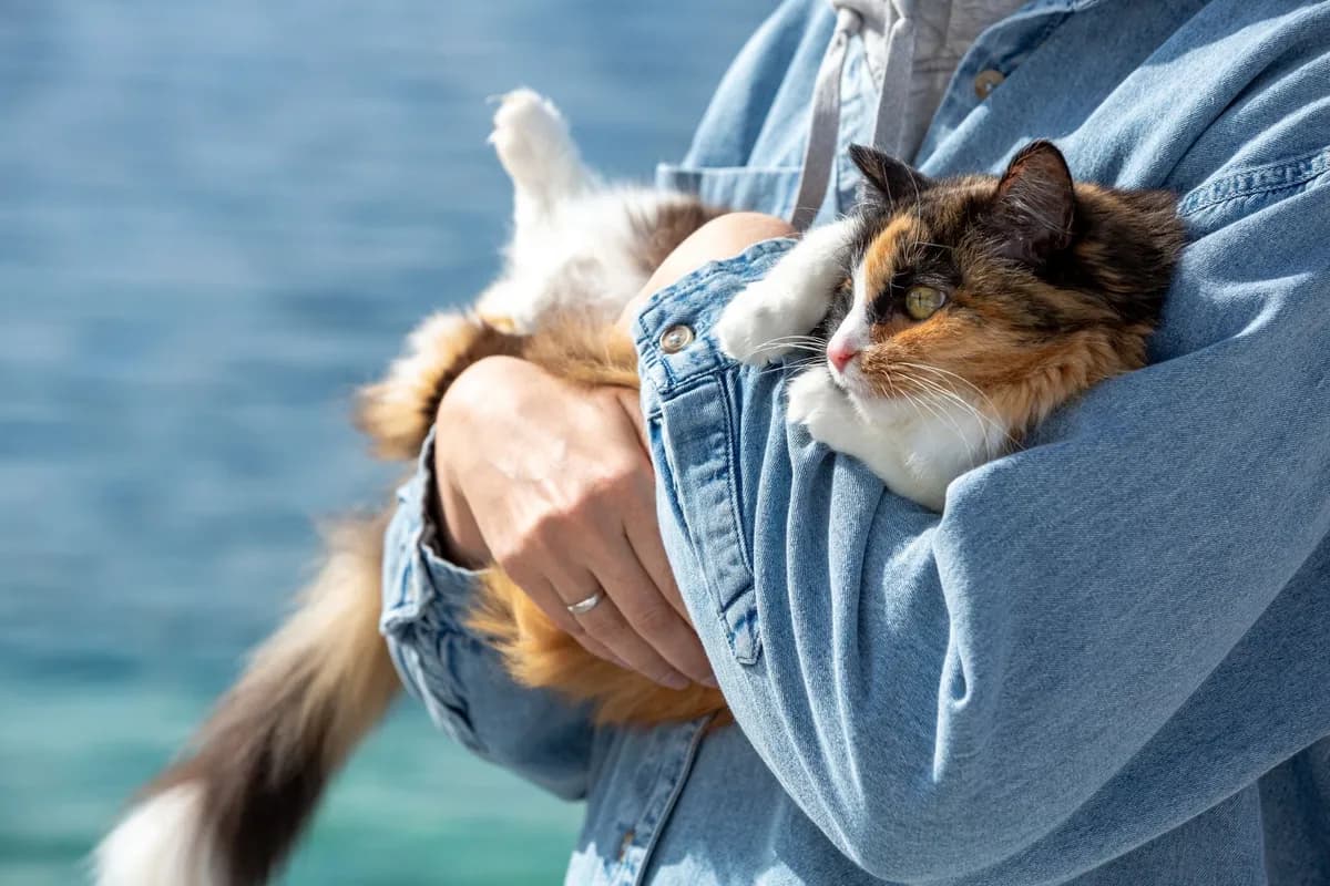 How to Pick Up a Cat Properly: Safe Lifting Guide — PurrWise guide