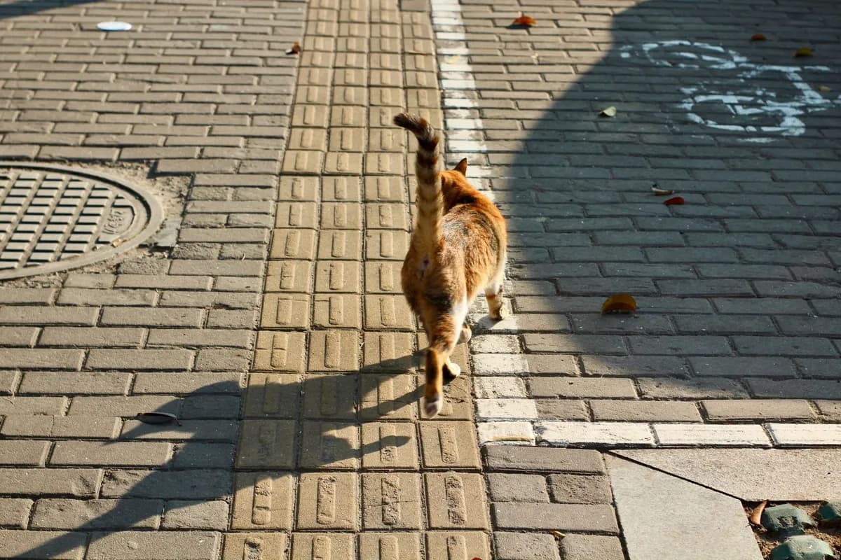 What Is Your Cat's Tail Telling You? A Guide to Feline Tail Language — PurrWise guide