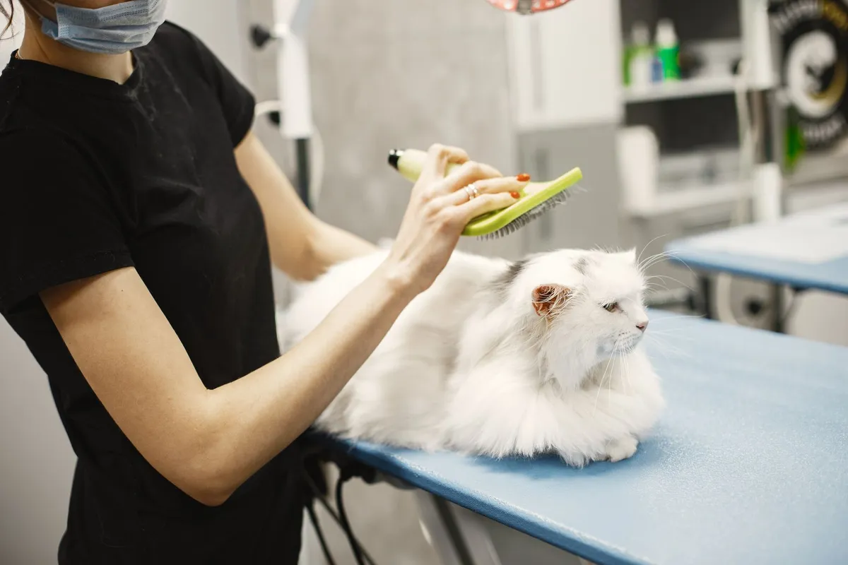 How to Reduce Cat Shedding: Grooming & Diet Tips — PurrWise guide