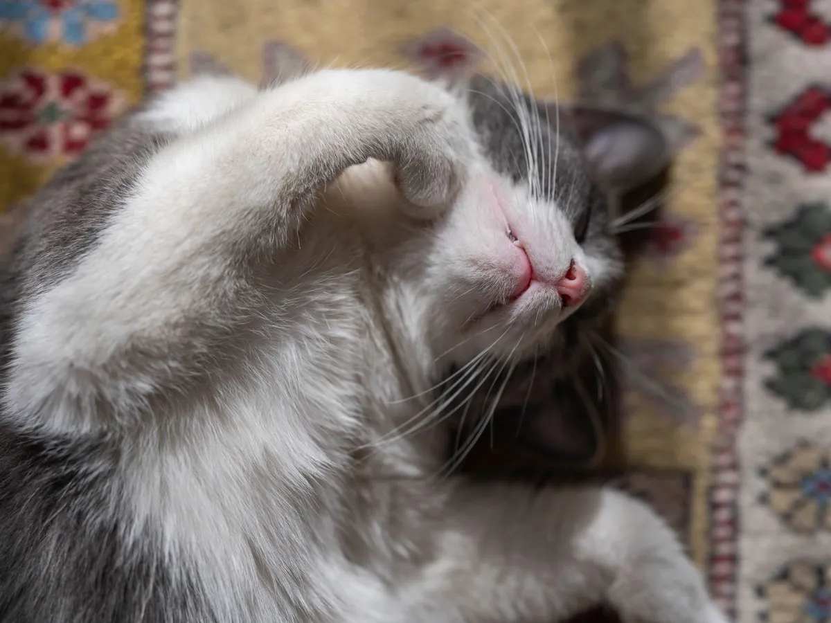 How to Remove Cat Urine Smell From Carpets — PurrWise guide