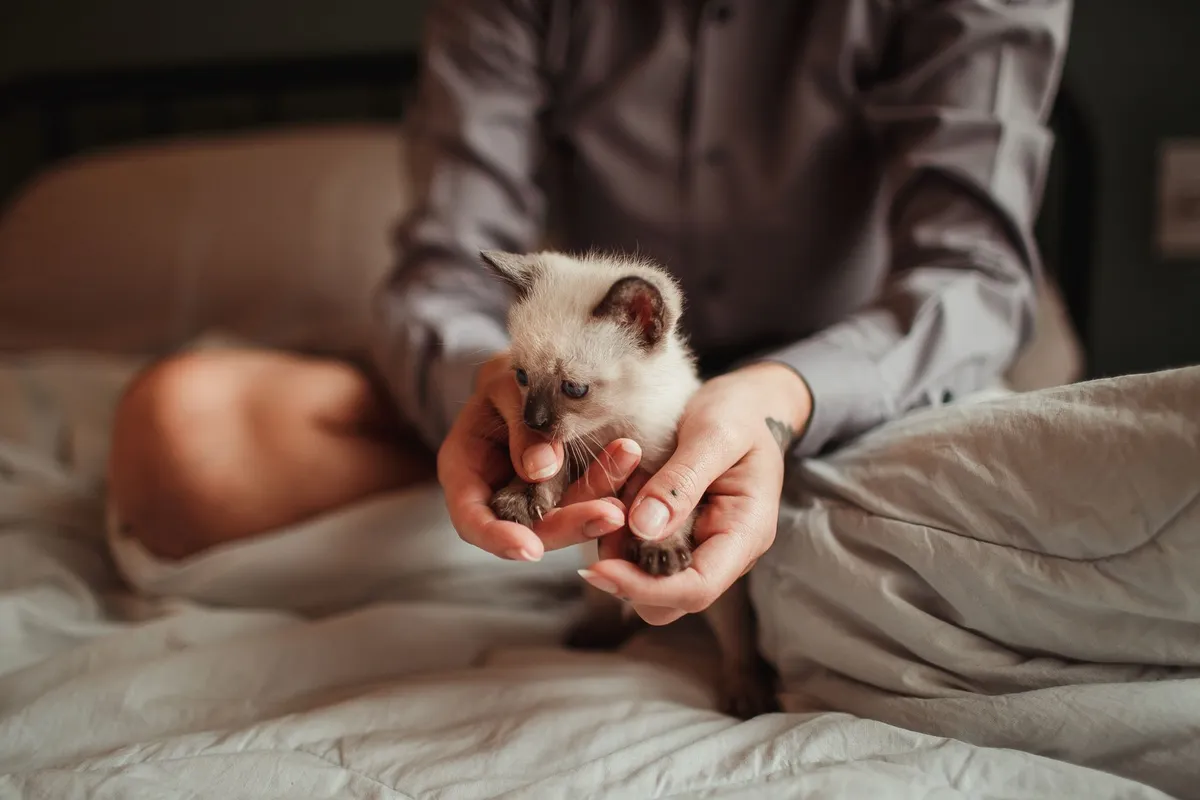 How to Socialize a Kitten: Handling & New Experiences — PurrWise guide