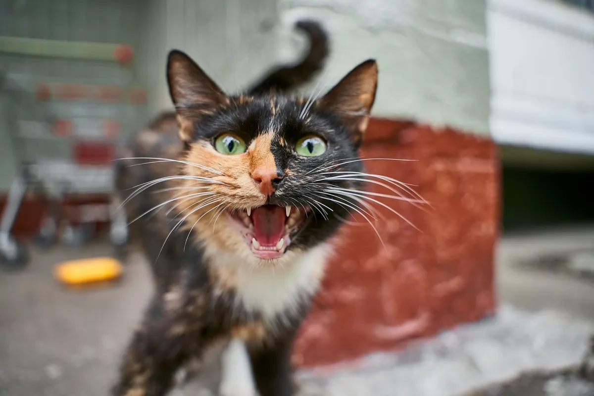 How to Stop Your Cat From Meowing at Night — PurrWise guide