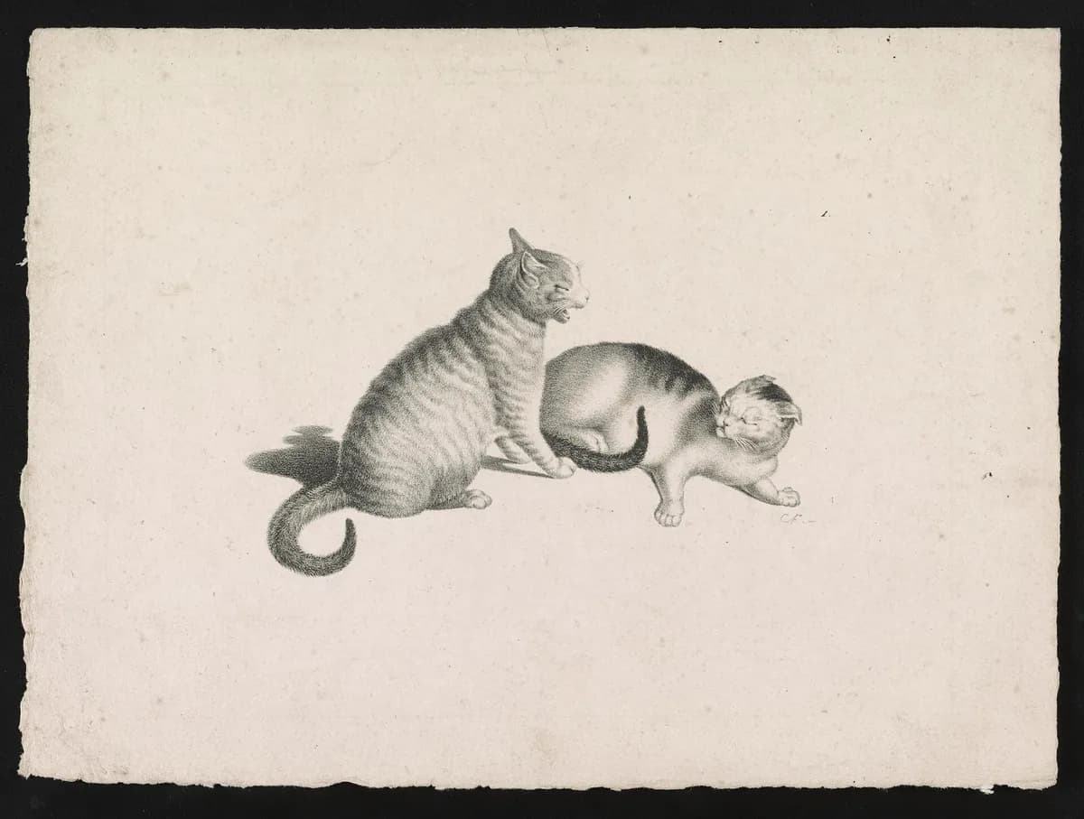 How to Stop Cats from Fighting: A Step-by-Step Guide — PurrWise guide
