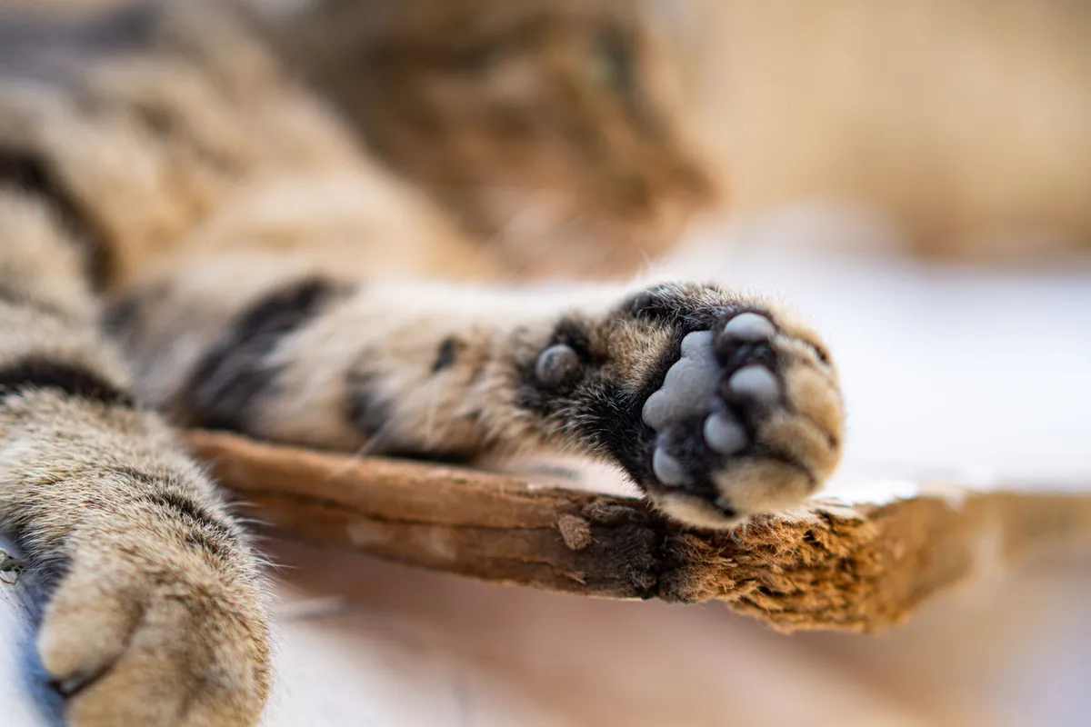 How to Teach Your Cat Tricks: Clicker Training Basics — PurrWise guide