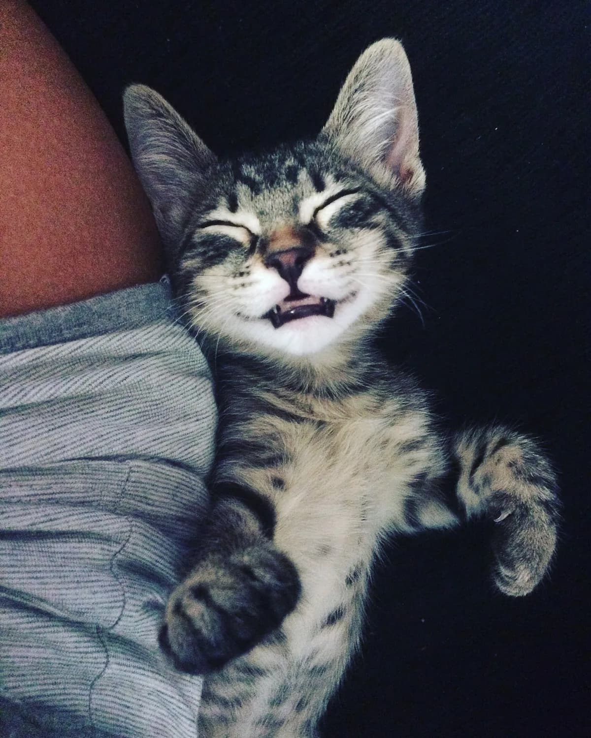 How to tell if your cat is happy: 10 signs to look for — PurrWise guide