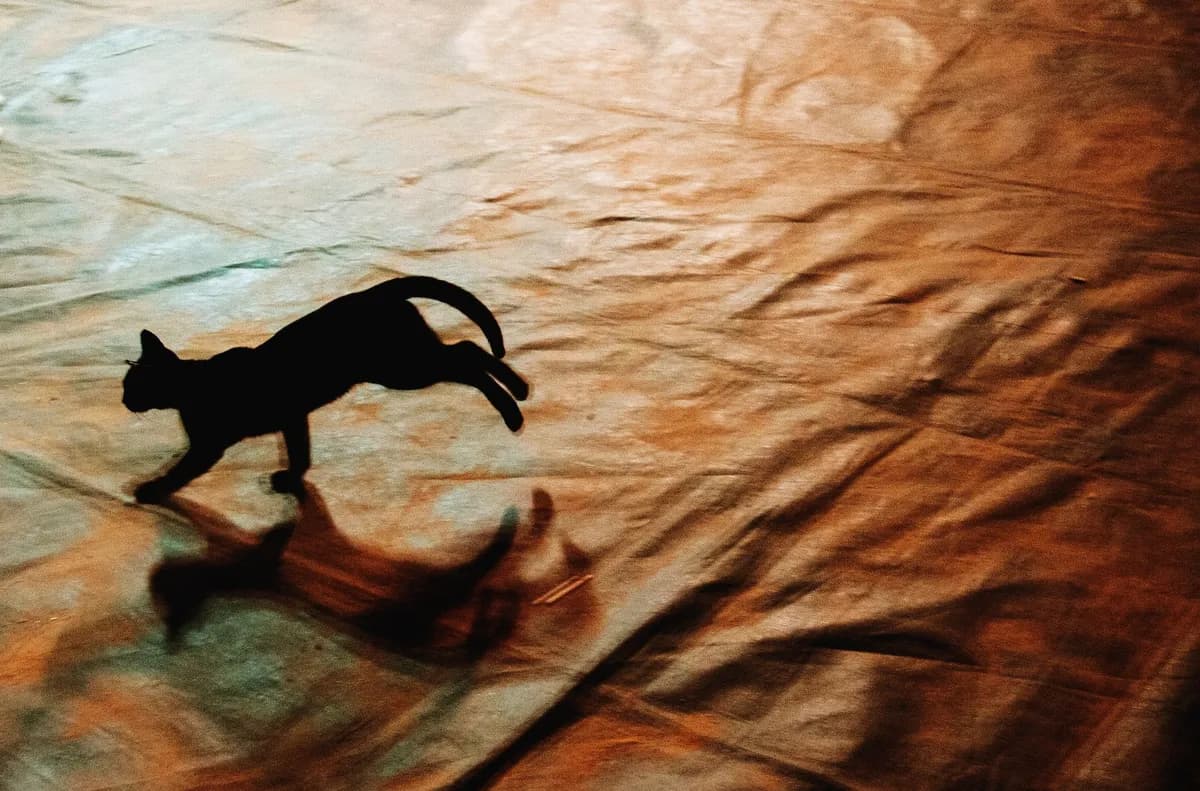 How to Train a Cat to Come When Called — PurrWise guide