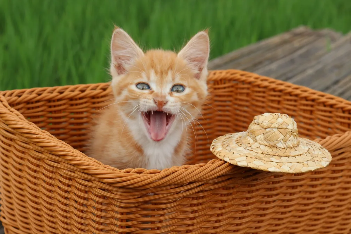 How to Train a Cat to Like the Carrier Without the Drama — PurrWise guide