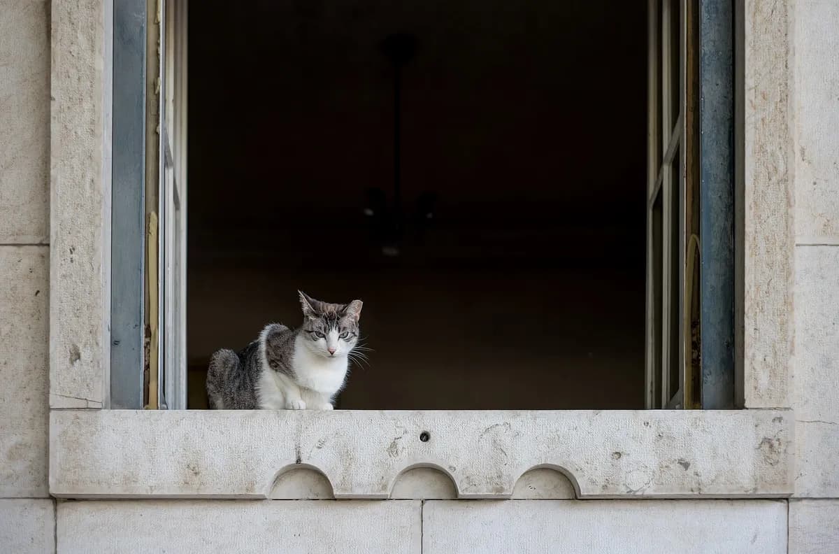 Indoor vs Outdoor Cats: Which Is the Safer Choice? — PurrWise guide