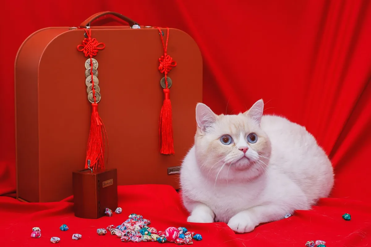 Is cat insurance worth it? What to know before you buy — PurrWise guide