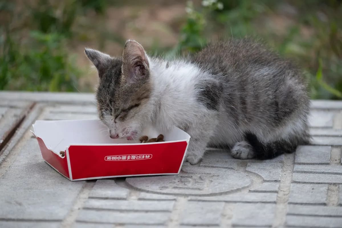 Kitten Food vs Cat Food: What's the Difference? — PurrWise guide