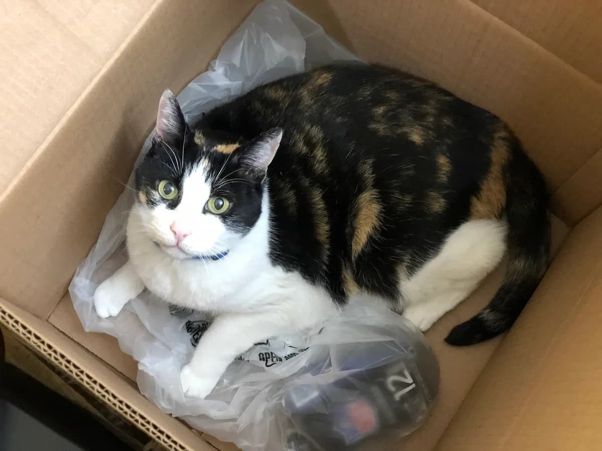 How Do I Move with a Cat Without Stressing Us Both Out? — PurrWise guide