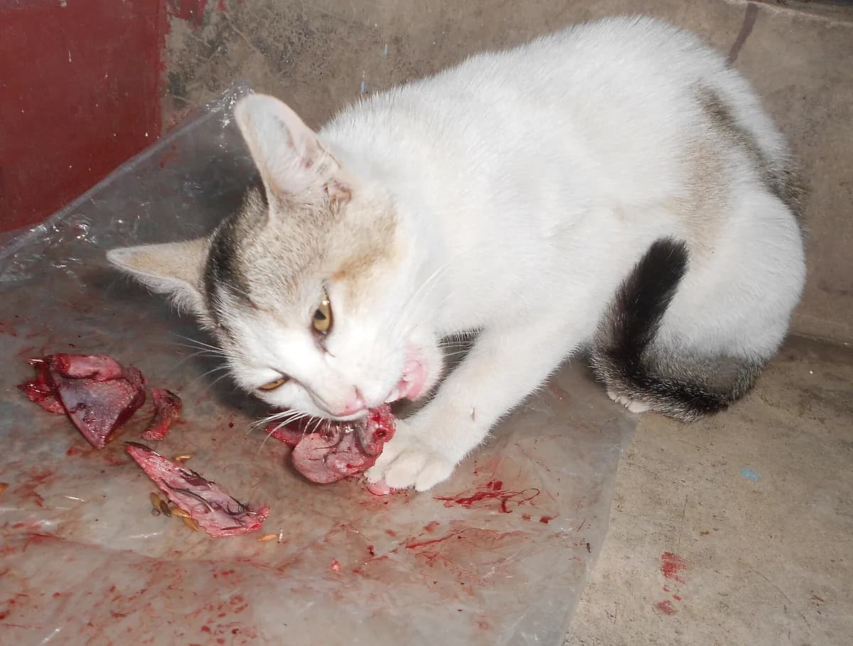 Is Raw Cat Food Safe? Pros, Cons, and What to Know — PurrWise guide