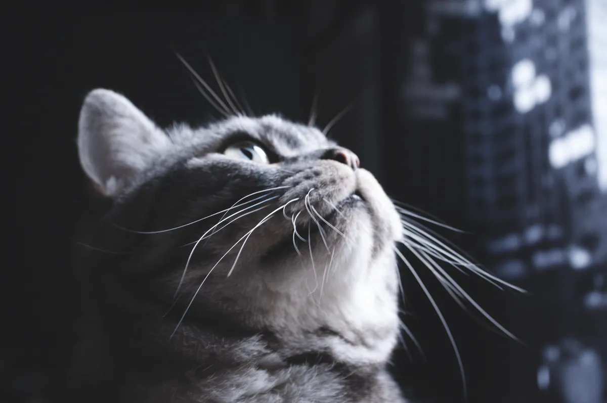 Why Does My Cat Do That? Normal Cat Behavior Explained — PurrWise guide
