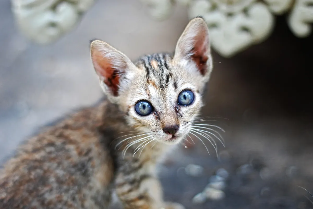 Found a Stray Cat? Here's What to Do Step by Step — PurrWise guide