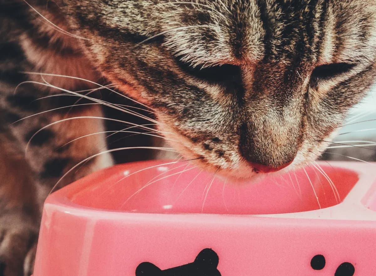 Best Wet Cat Food: What Should You Look For? — PurrWise guide