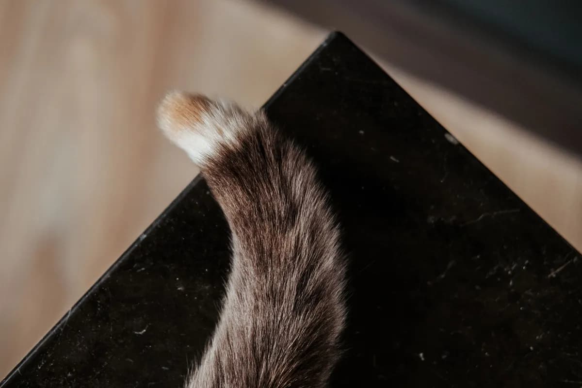 Why Does My Cat Show Me Its Butt? Feline Greeting Explained — PurrWise guide