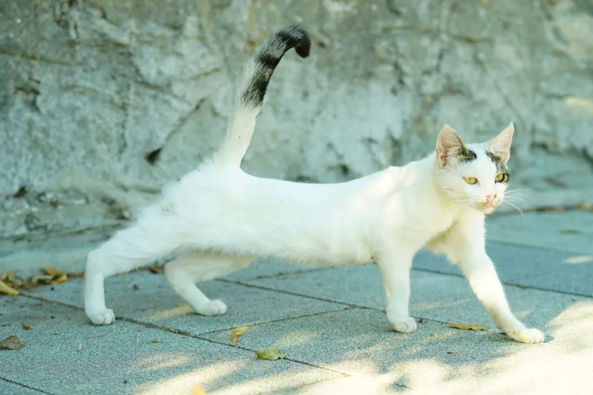 Why Do Cats Arch Their Backs? Understanding Feline Body Language — PurrWise guide
