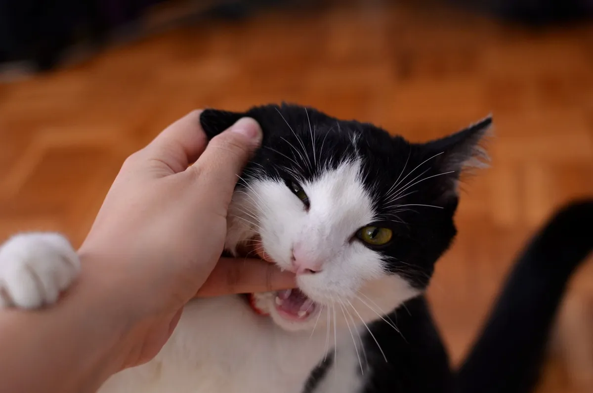 Why Do Cats Bite When You Pet Them? Understanding Petting-Induced Aggression — PurrWise guide