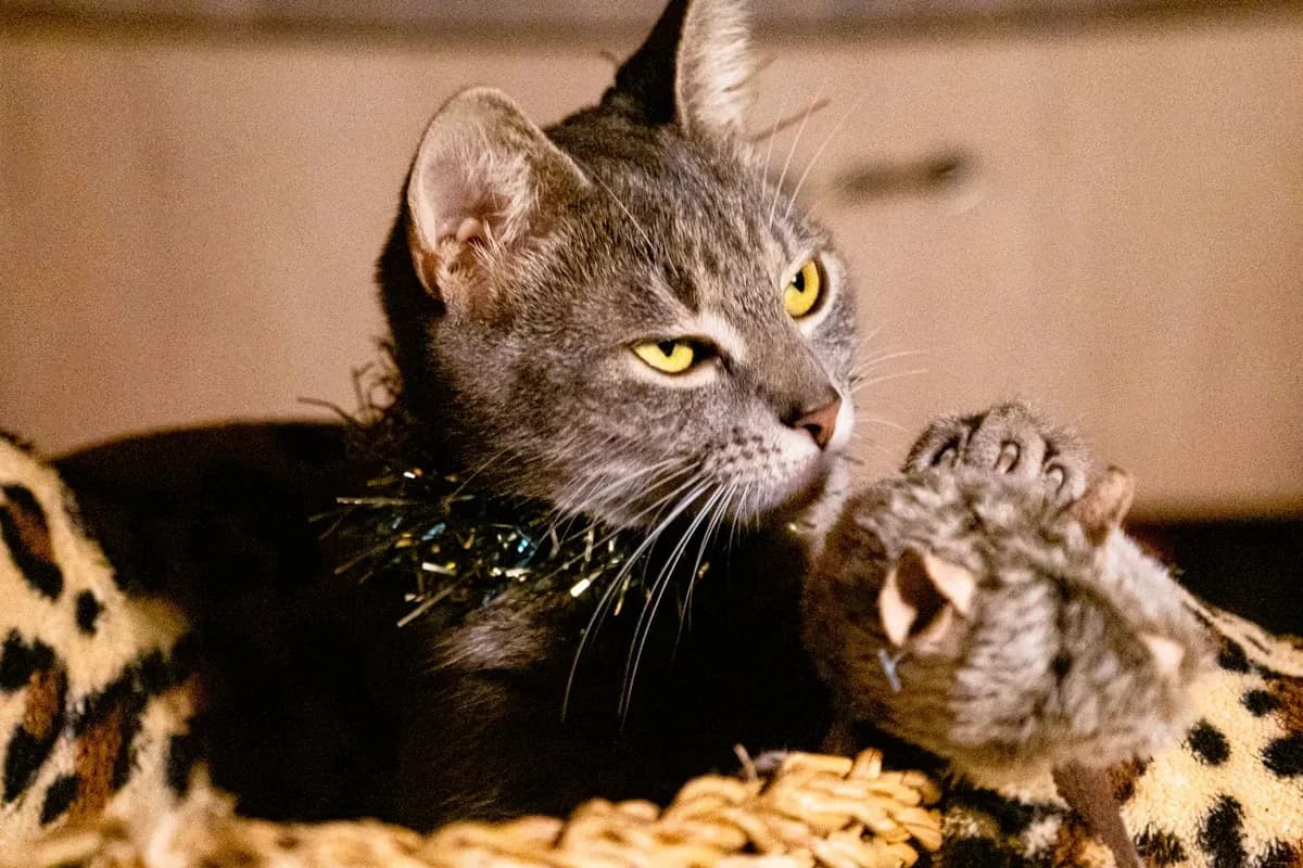 Why Do Cats Bring You Dead Animals and What Should You Do? — PurrWise guide