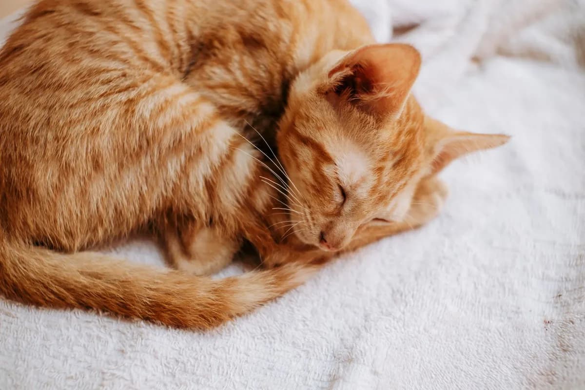 Why Do Cats Cover Their Face When Sleeping? — PurrWise guide