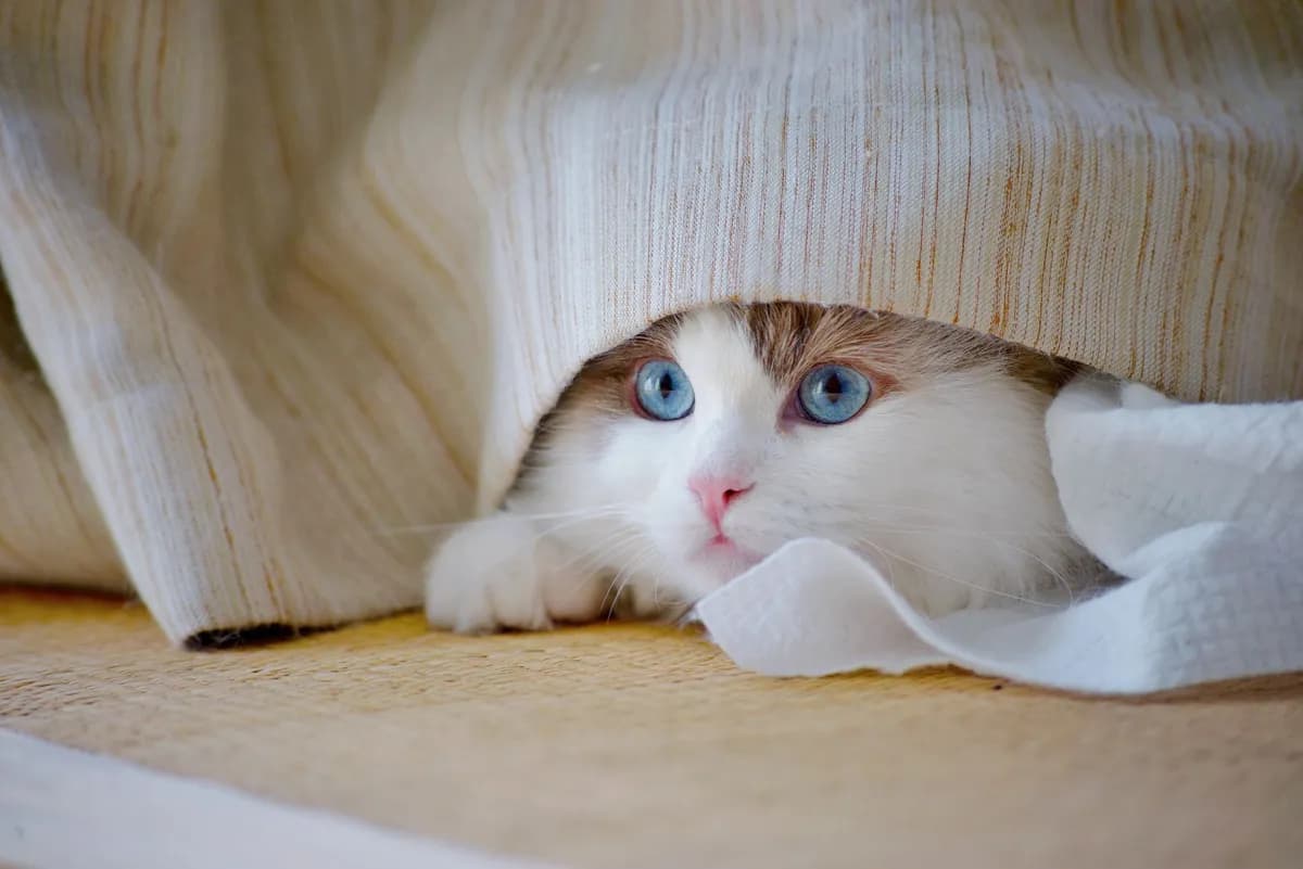 Why Do Cats Cover Their Food? The Instinct Behind the Ritual — PurrWise guide