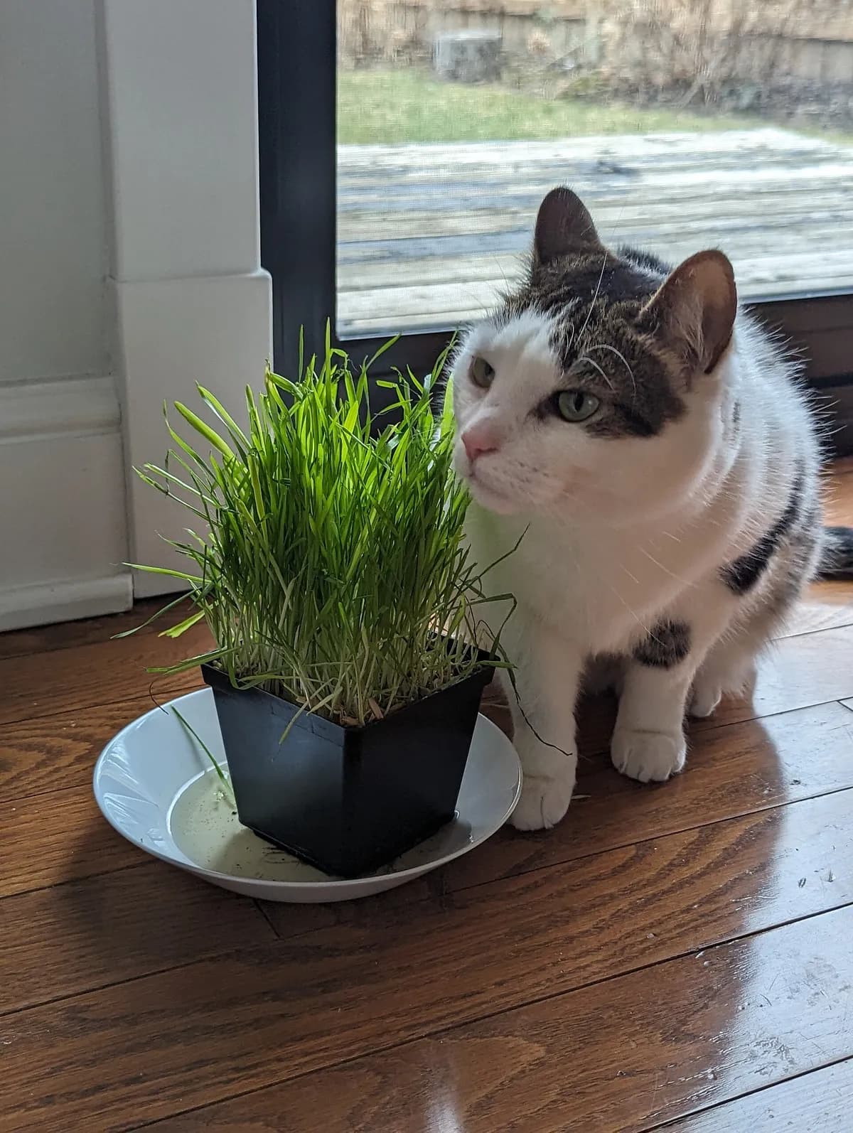 Why Do Cats Eat Grass, and Is It Safe for Them? — PurrWise guide