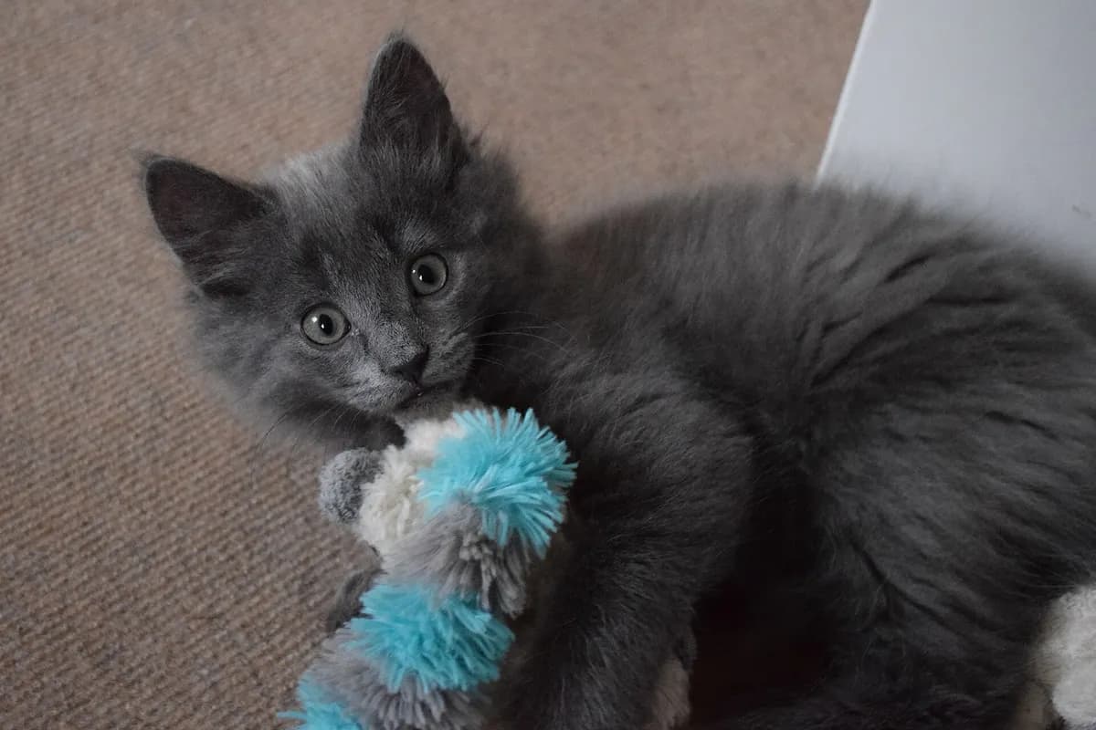 Why Do Cats Get the Zoomies and Race Around the House? — PurrWise guide