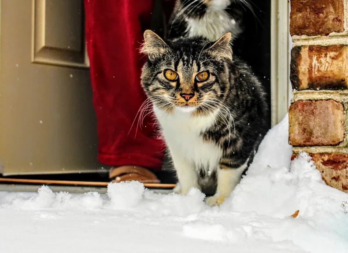 Why Do Cats Hate Closed Doors? The Real Reasons Behind the Meowing — PurrWise guide