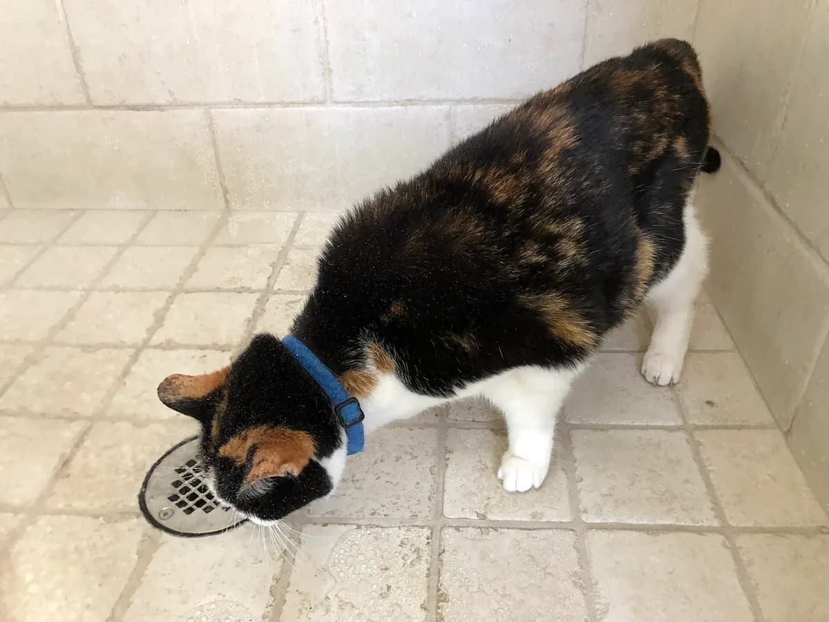 Why Do Cats Hate Water? The Science of the Splash — PurrWise guide