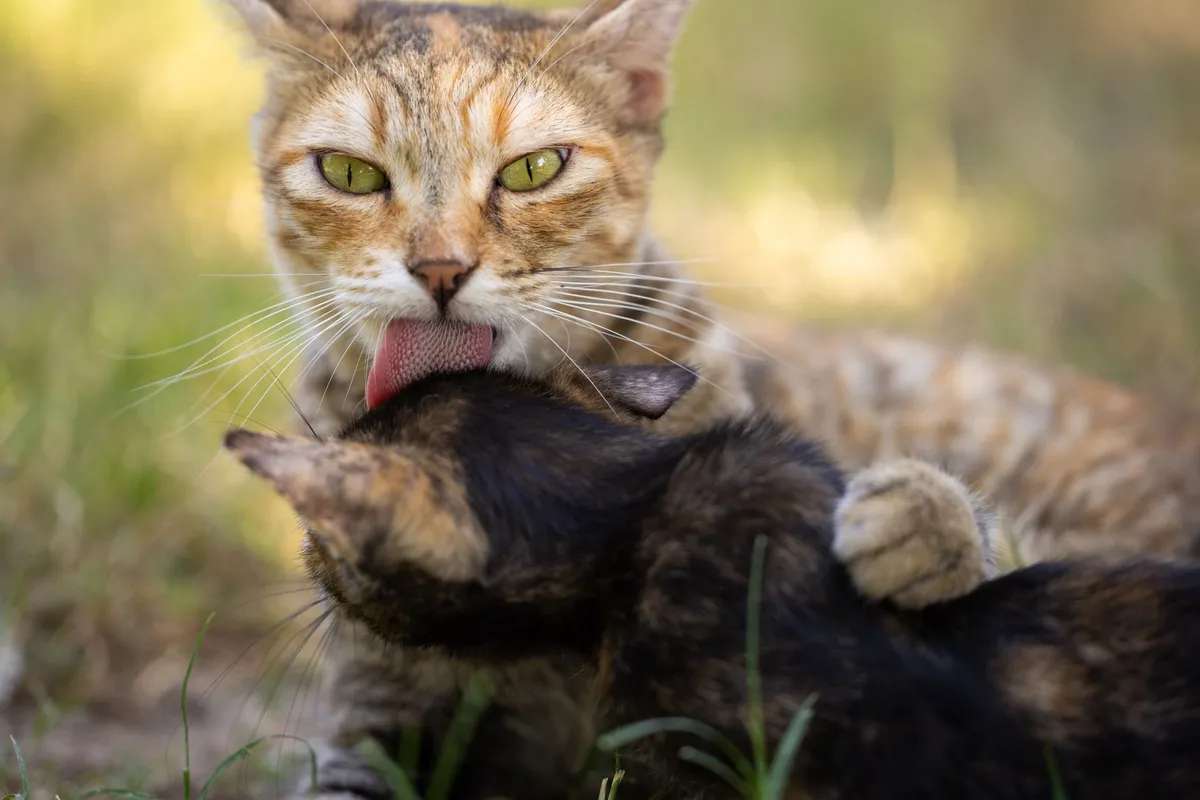 Why Do Cats Lick Their Owners? Here's What It Means — PurrWise guide