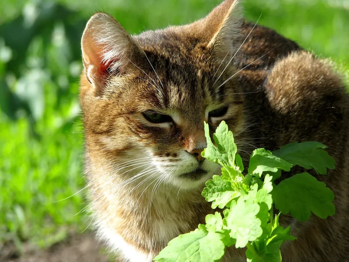 Why Do Cats Love Catnip? The Science Behind the Crazy — PurrWise guide