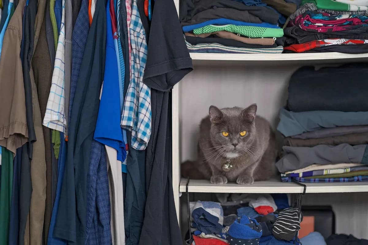 Why Do Cats Love High Places and Climbing So Much? — PurrWise guide
