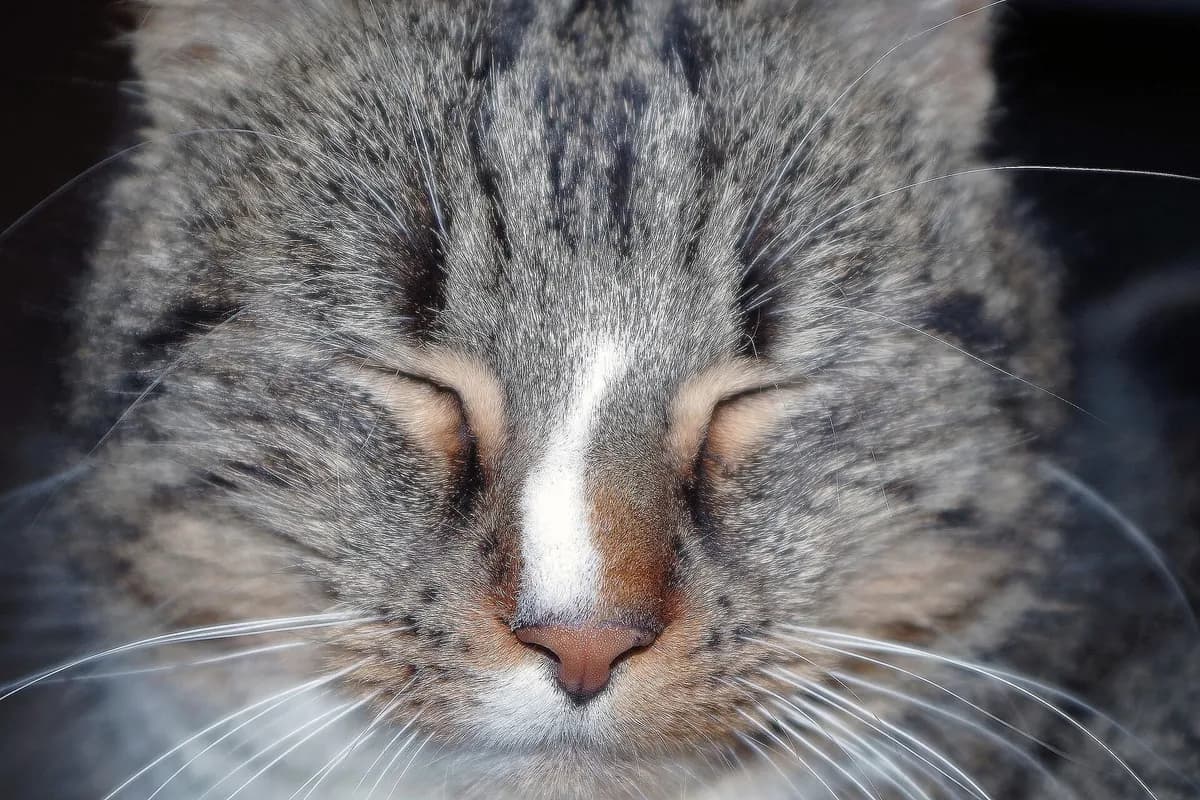Why Do Cats Purr? What Your Cat's Purr Really Means — PurrWise guide