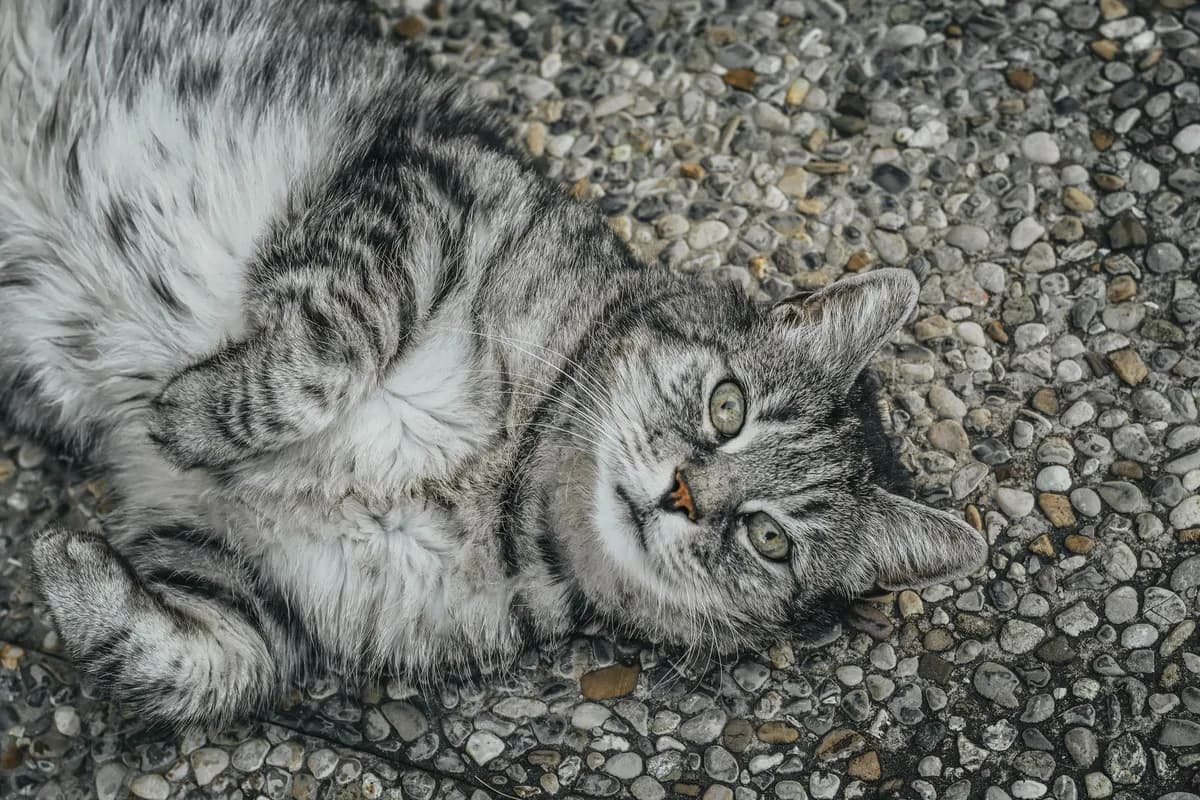 Why Do Cats Roll on the Ground? It's Not Just a Stretch — PurrWise guide
