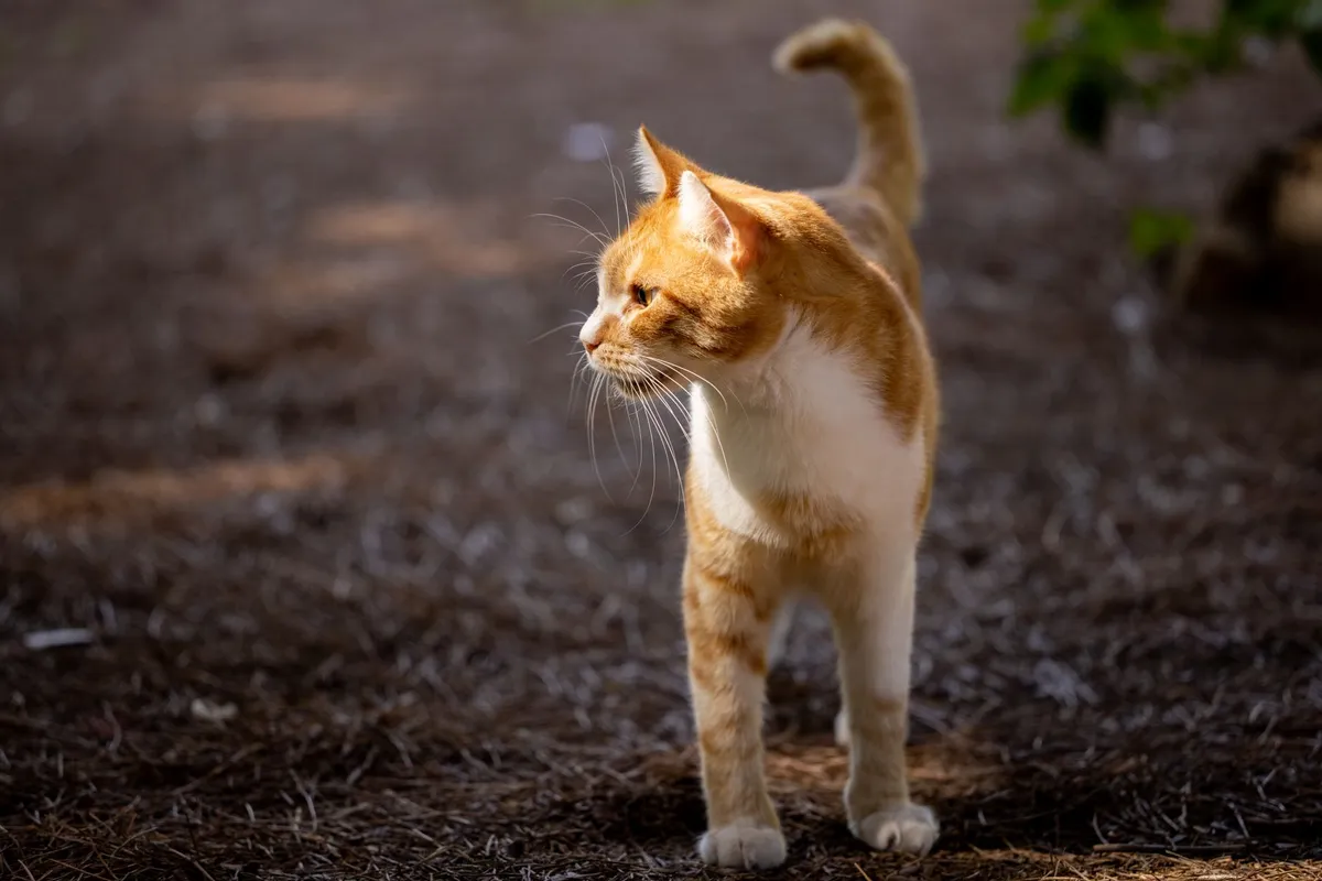Why Do Cats Run Sideways? The Halloween Crab Walk Explained — PurrWise guide