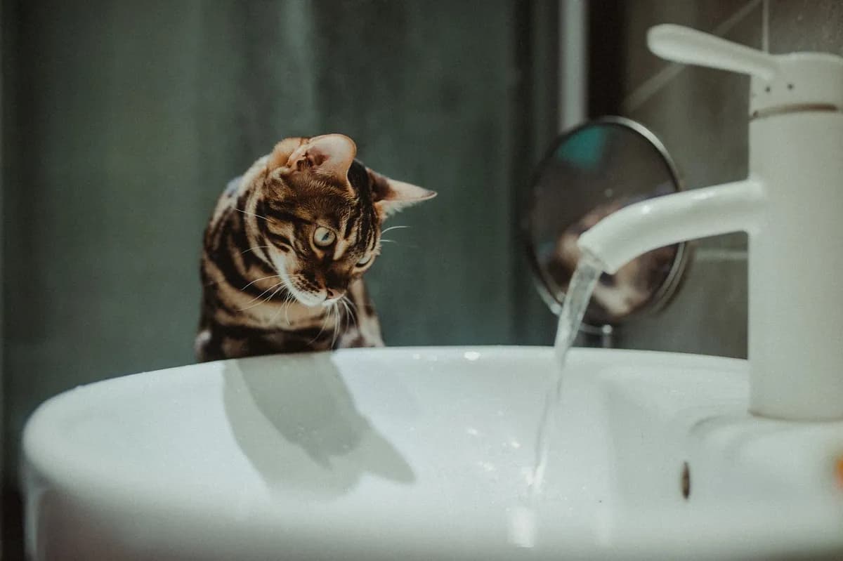 Why Do Cats Sit in the Sink? Curious Feline Habits — PurrWise guide