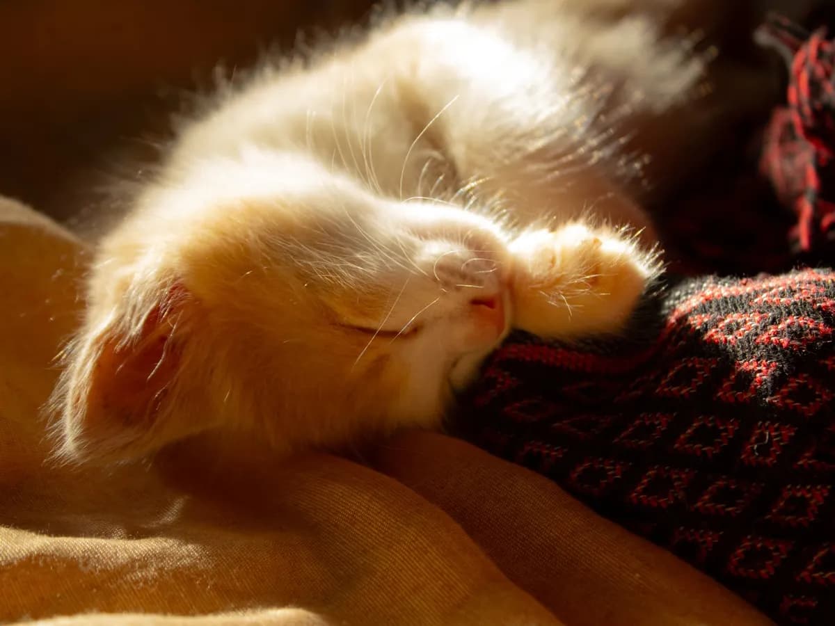 Why Do Cats Sleep at the Foot of the Bed? — PurrWise guide