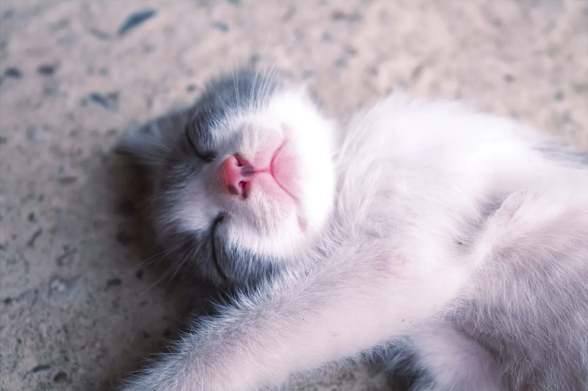 Why Do Cats Sleep With Their Eyes Open? — PurrWise guide